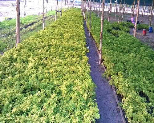 Địa chỉ mua bán cây giống đinh lăng tại Bắc Giang