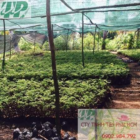 Địa chỉ mua bán cây giống đinh lăng tại Đồng Nai