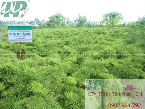 Địa chỉ mua bán cây giống đinh lăng tại quận Bình Tân