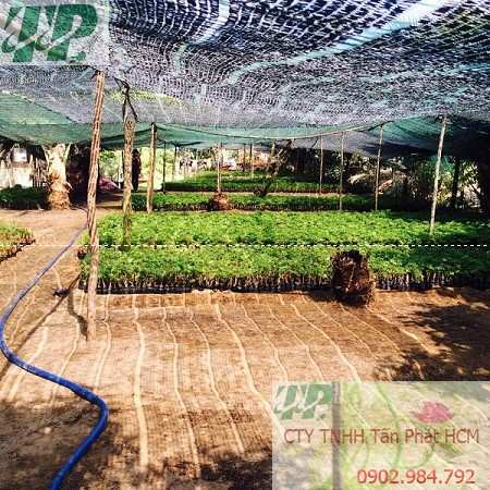 Địa chỉ mua bán cây giống đinh lăng tại quận Gò Vấp