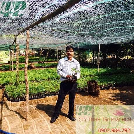 Địa chỉ mua bán cây giống đinh lăng tại Vũng Tàu