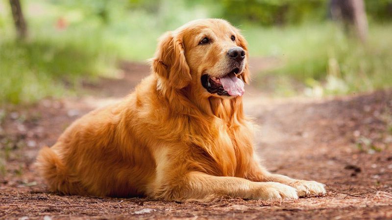 Người bị nhiễm giun đũa chó có nên tiếp tục nuôi chó trong nhà?