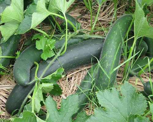 sử dụng nước luộc bí đao